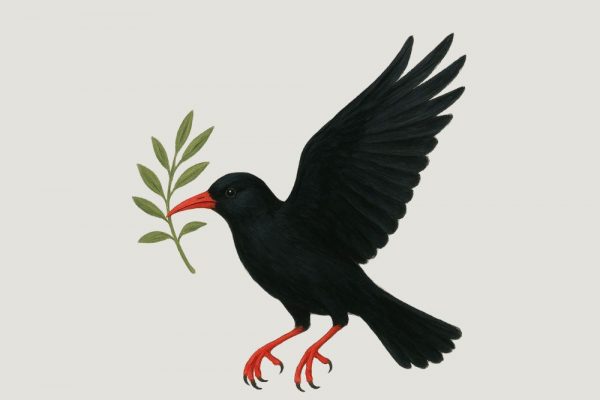 A CORNISH CHOUGH HOLDS AN OLIVE BRANCH IN IT'S BEAK.